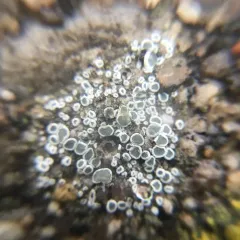 Mortar Rim Lichen thumbnail 3