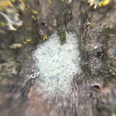 Frosted Comma Lichen thumbnail 1