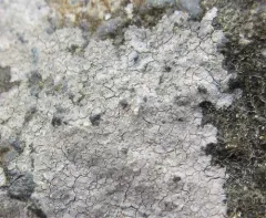 Trapelia placodioides thumbnail 3