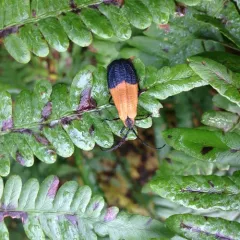 End Band Net-winged Beetle thumbnail 2
