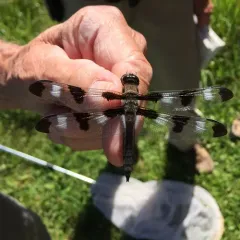 Twelve-spotted Skimmer thumbnail 2