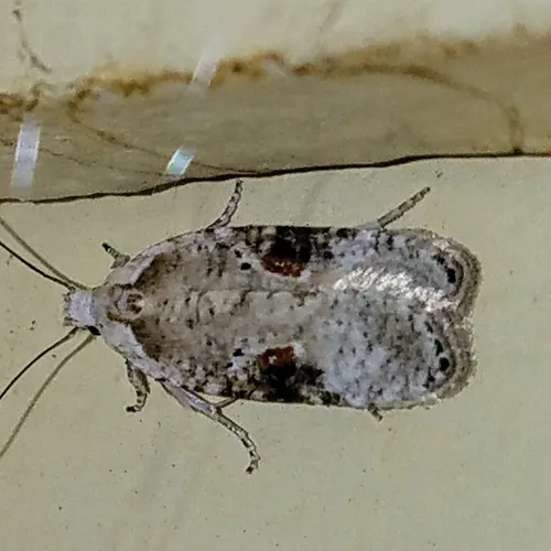 Poison hemlock moth