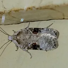 Poison hemlock moth thumbnail 1