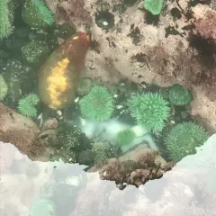Gumboot Chiton thumbnail 3