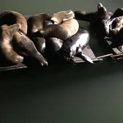 California Sea Lion thumbnail 4