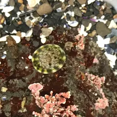Plate Limpet thumbnail 4