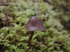Stump fairy helmet thumbnail 2