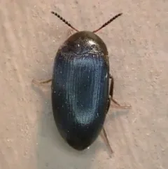 Synstrophus repandus thumbnail 2