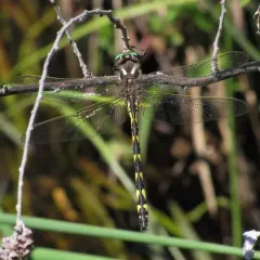 Delta-spotted Spiketail thumbnail 2