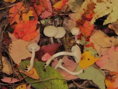 Cuphophyllus borealis thumbnail 3