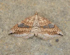 Orthonama evansi thumbnail 3