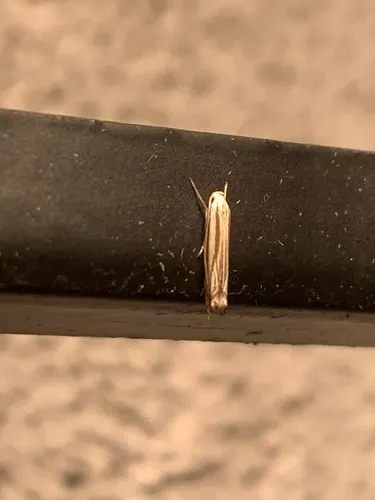 Polyhymno Moth