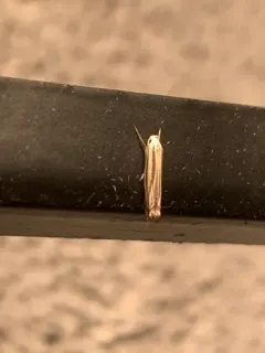 Polyhymno Moth thumbnail 1
