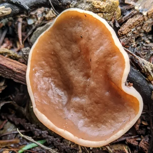 Pig's Ears