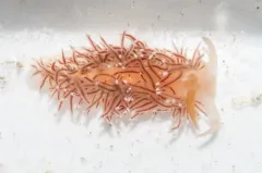 Coryphella nobilis thumbnail 2