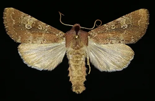 Hairy Artesta Moth