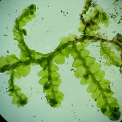 Cliff Scalewort thumbnail 4