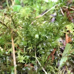 Badge Moss thumbnail 1