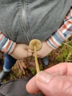 Entoloma hirtipes thumbnail 2