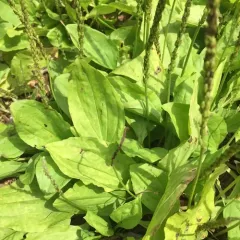 greater plantain thumbnail 3