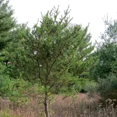 Jack pine thumbnail 2