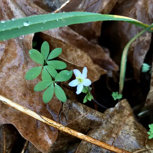 siskiyou rue-anemone