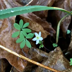 siskiyou rue-anemone thumbnail 1