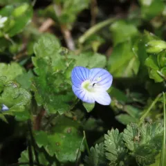 bird's-eye speedwell thumbnail 4