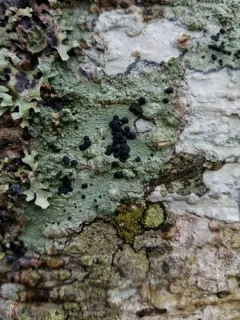 White Heart Lichen thumbnail 1