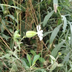 white campion thumbnail 3