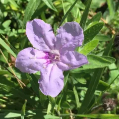 hairy ruellia thumbnail 2