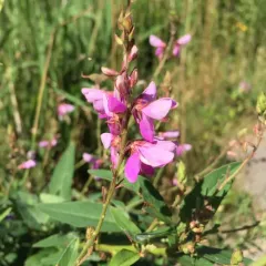 showy tick-trefoil thumbnail 4