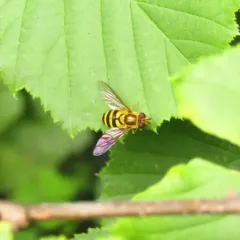 Eastern Flower Fly thumbnail 2