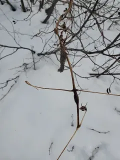 Neolasioptera clematidis thumbnail 1