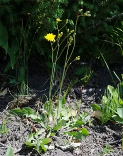 dandelion hawksbeard thumbnail 4
