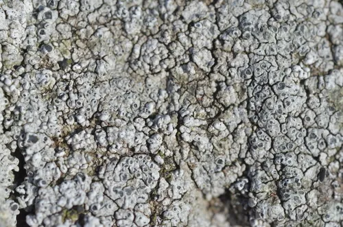 Aspicilia verrucigera