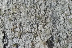 Aspicilia verrucigera thumbnail 1