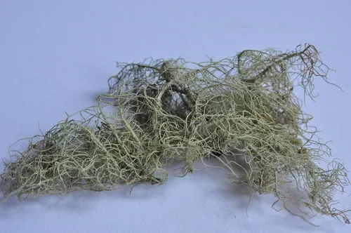 Spotted Beard Lichen