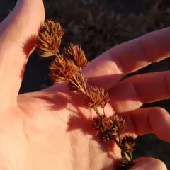 round-headed bush clover thumbnail 1