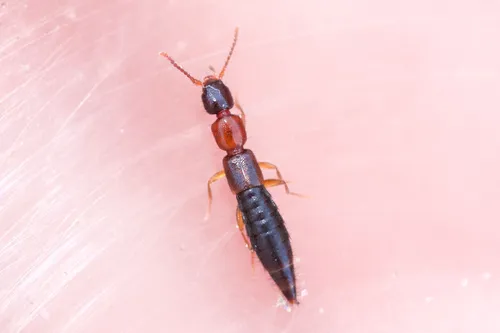 Sunius melanocephalus