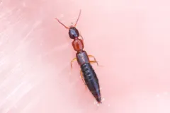 Sunius melanocephalus thumbnail 1