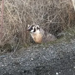 American Badger thumbnail 3
