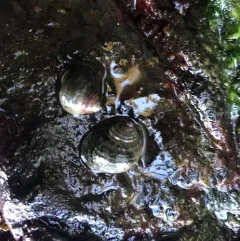 Sitka Periwinkle thumbnail 1