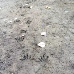 Common Raccoon thumbnail 3