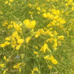 eastern wild indigo thumbnail 2