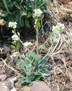 Rock Whitlow-grass thumbnail 3