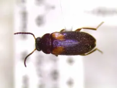 Mycetochara fraterna thumbnail 2