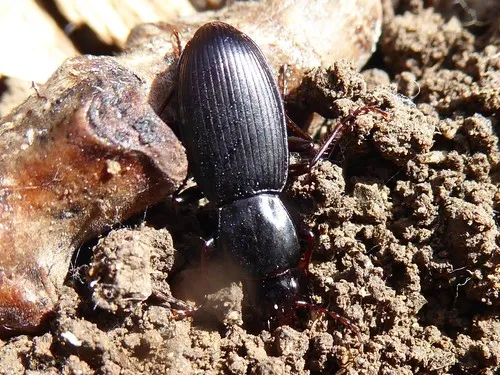 Pterostichus californicus
