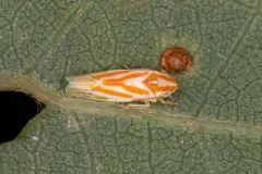 Erythridula infinita thumbnail 2