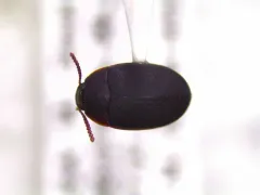 Red-horned Darkling Beetle thumbnail 2